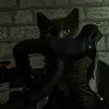 nnkot____