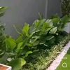 anizra123