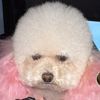 lilpoodles