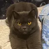 topa