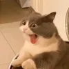 derallercoolste11