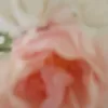 raxmomuuse