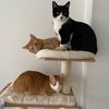 realhousecatsofla