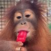 zesty.monkeyy