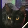 medusamavismorgana