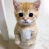 gatauuuuuuuu1310