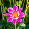 flowers_0007