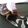 the_chef_turtle