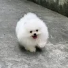 thanhchungidol