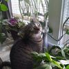 yogacatmom0