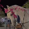 shab_154
