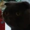 katsmollll