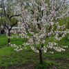 mehman_729