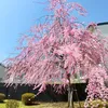 okachi_777