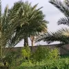 omaralayoubi13