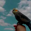 heloisachico