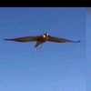 usermqf8otqdxf