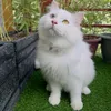 yu_nabi86