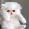 hnoo_cat