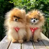 buddy_cubbie_pomeranians