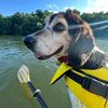 winston.the.water.beagle