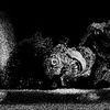 metamorphic_soul