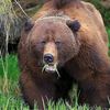 imabearinthewoods