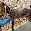 mossa_goats