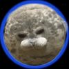 igloo9201