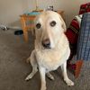Stevie the Wonderdog