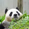 tuyetphuong274