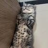 piployary