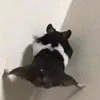 zaza_paisen