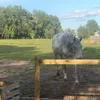 rnohalak
