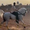 الوادعي