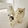 PawssionatePotato