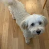 piaandersson