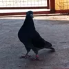 sarkawthawlere1