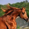 horsesforever17