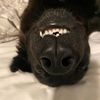 cowgirl_teefers