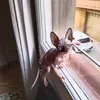 gatossphynx1977