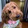 skylahrosedoodle
