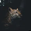 tura_072