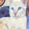 loudmeow.quietworld