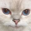 le_cate