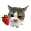 wwrrrrr_