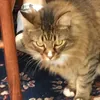 olliethetabbycat2