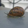 lecanardtueur