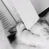 ana.bul_