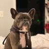 bunnybunnybooboofrenchie